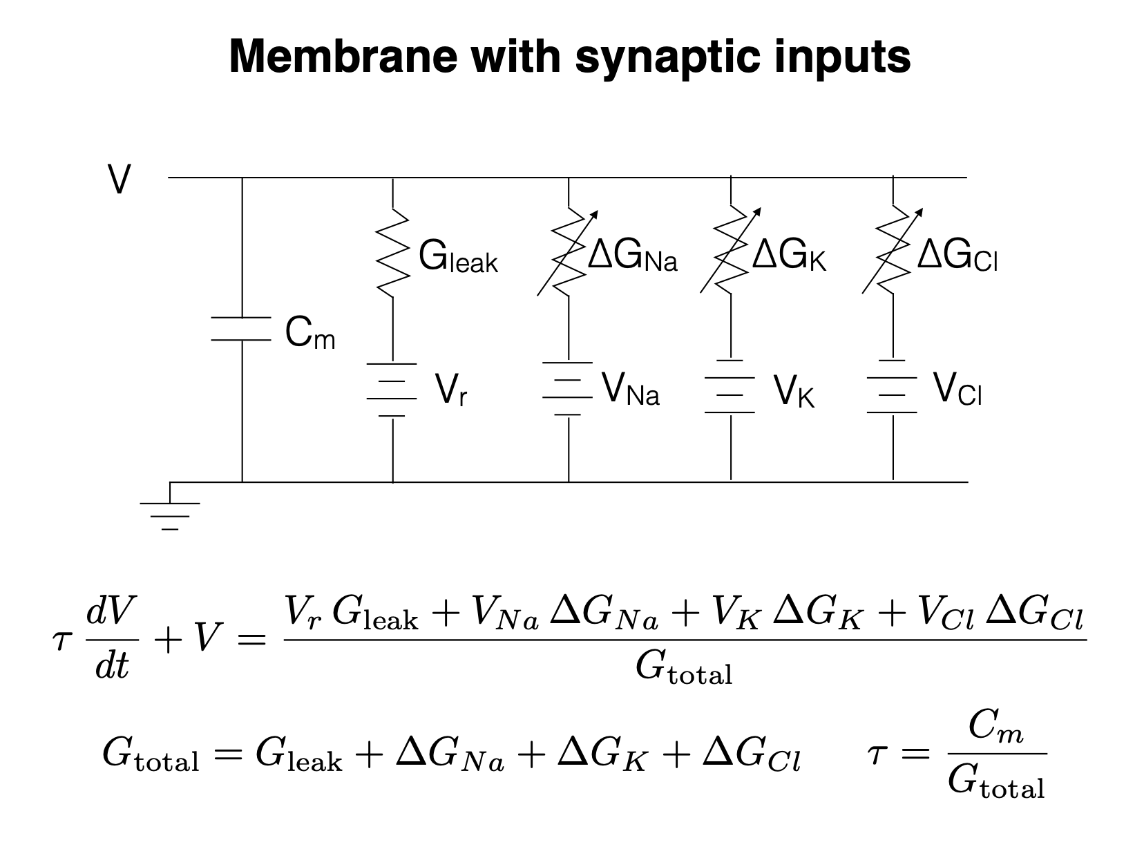 Circuit model of a neuron membrane with synaptic conductances