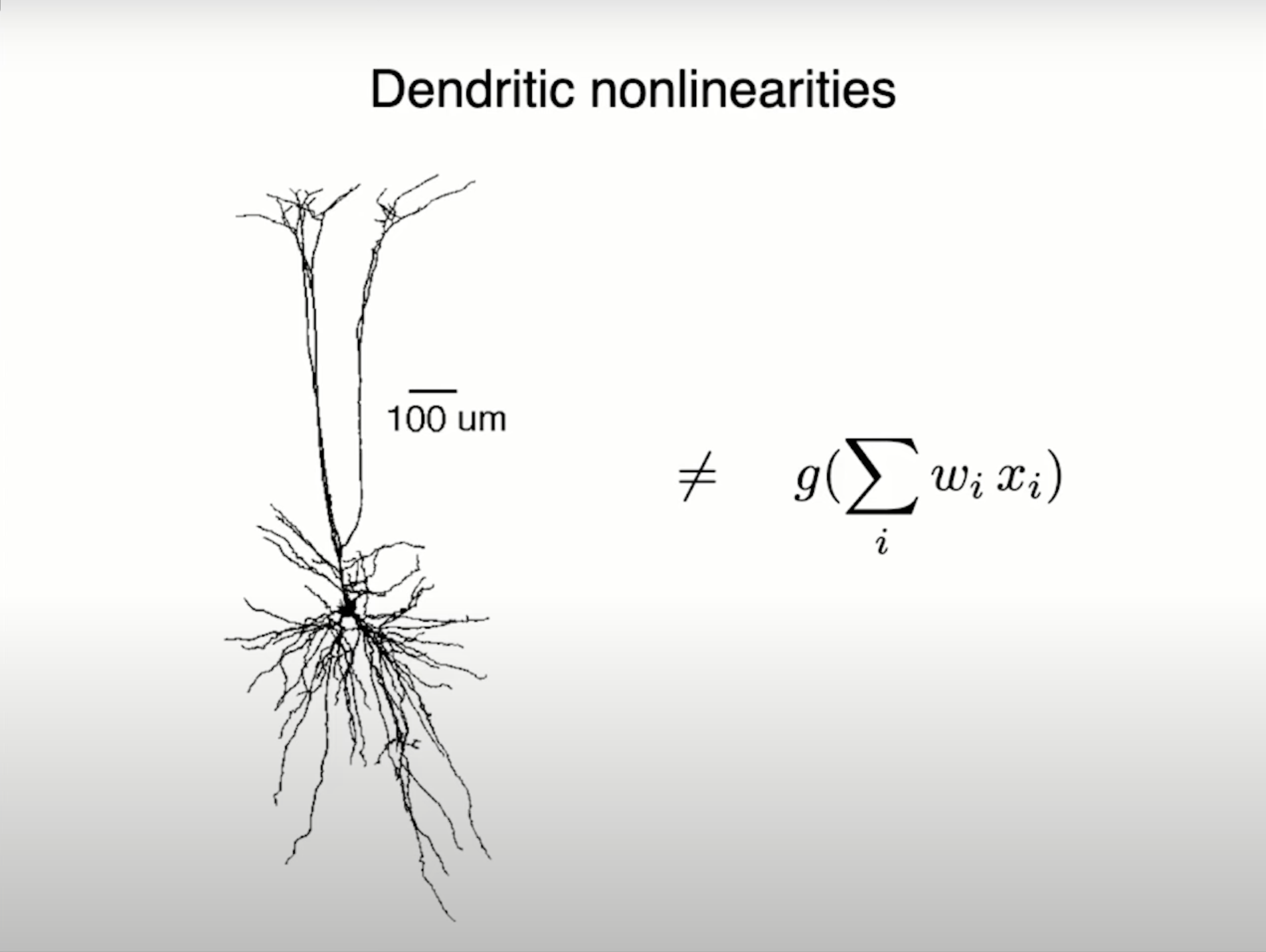 Slide emphasizing that dendritic nonlinearities are not equivalent to simple perceptron nonlinearities